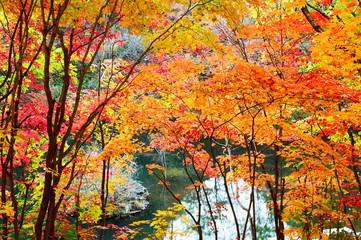 The autumn maple leaves by lakeside