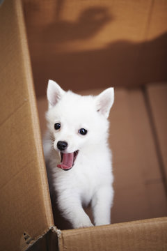 White spitz puppy yawning and looking straight at the camera