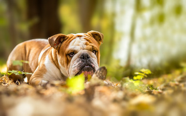 English bulldog dog in the forest