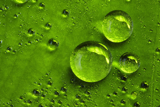 dew on green leaf