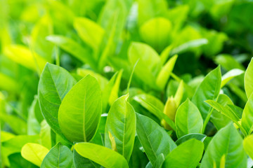Fototapeta na wymiar Selective focus fresh and green leaves for background.