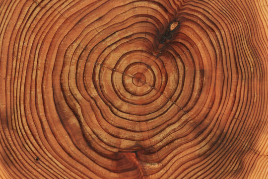 背景素材 木の年輪 Tree Rings Stock Photo Adobe Stock
