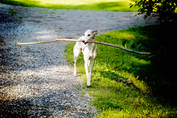 Whippet Dog with Big Stick
