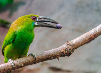 Vivid Green, Yellow and  Maroon Plumage on  a Green Hornbill with a Food Morsel Perched on a Branch
