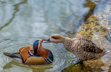 Vivid Red, Orange, Blue, and White Plumage on a Mandarin Duck and a Wood Duck Squabbling Against a...