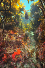 Snapper fish above rocky bottom under kelp forest canopy.