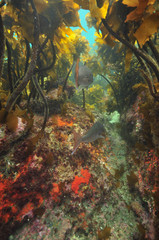 Fototapeta na wymiar Two Australasian snappers above rocky bottom under kelp forest canopy.