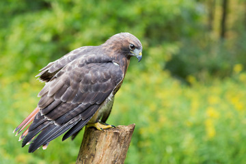 Fototapeta premium Golden Eagle