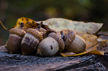 Fototapeta premium Acorns of Autumn Resting on Aged and Weathered Wood