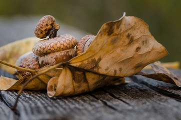 Acorns of Autumn Resting on Aged and Weathered Wood