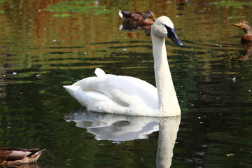 Obraz premium floating swan