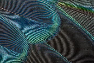 Peacock feather for background
