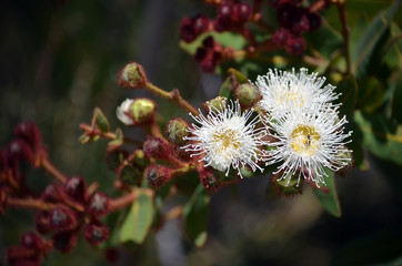 White and yellow Dwarf Apple gumtree flowers and buds, Angophora hispida, in the Royal National...