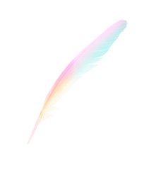 Beautiful colour pattern feather isolated on white background with clipping path