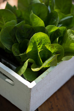 organic plants of lettuce ready to be planted