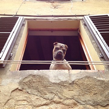 Shar Pei dog looking out of a window in San Gimignano in Tuscany, Italy