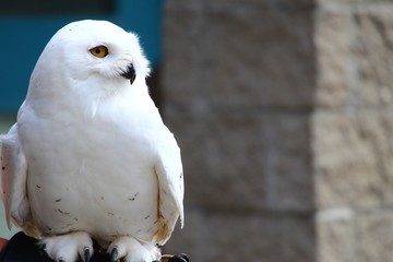 snow owl