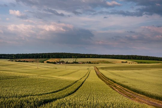 Corn fields in the Kraigau region