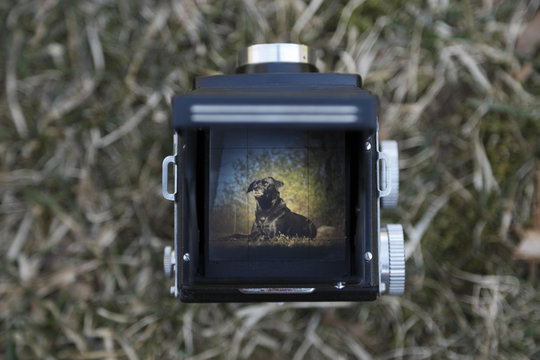 Twin lens reflex camera being used to take a photograph of a dog