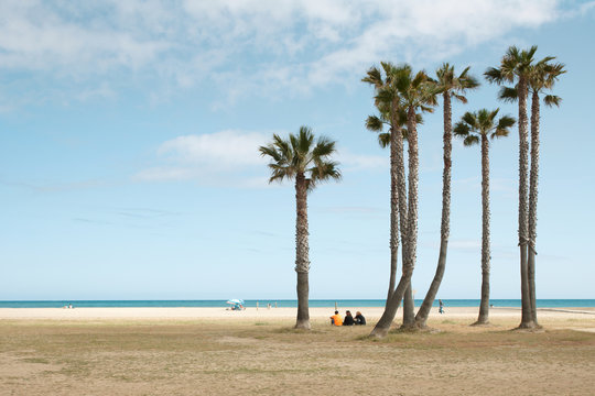 Uncrowded beach with tree palms