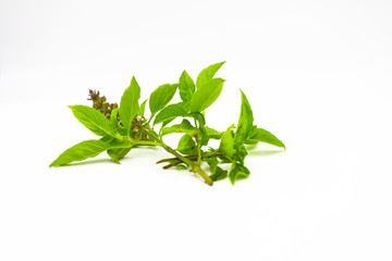 basil leaf isolated white background