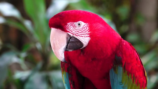 The green-winged macaw (Ara chloropterus), also known as the red-and-green macaw, is a large, mostly-red macaw of the Ara genus
