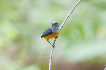 orange bellied flowerpecker, a small and colorful tropical bird