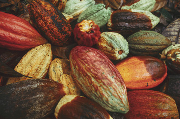 Chocolate making process; colorful cocoa beans harvested and collected on the ground