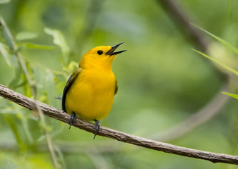 Prothonotary Warbler 712