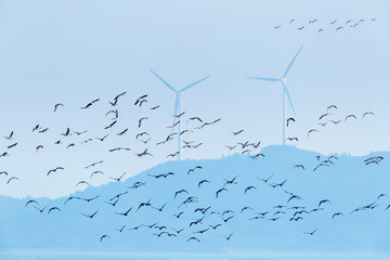 migratory birds and wind farm background