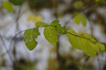 Green Leaf With Water Drops