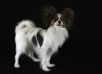 Beautiful young male dog Continental Toy Spaniel Papillon on black background