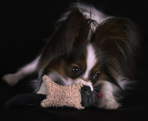 Beautiful young male dog Continental Toy Spaniel Papillon with plush toy on black background