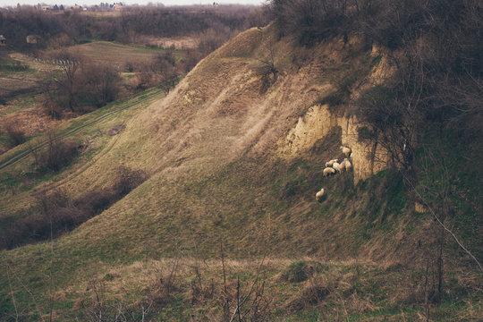 Flock of Sheep in the Mountains