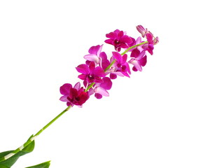 Naklejka na ściany i meble beautiful orchid bud isolated on white background