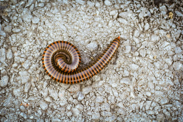 orange and brown millipede on the floor