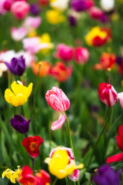 Springtime