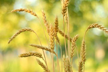 wheat in summer