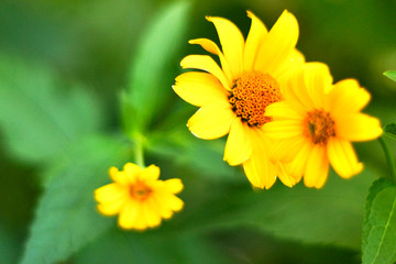 yellow flowers