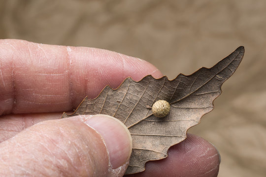 Hand holding Chestnut Oak leaf with an insect gall