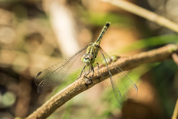 Dragon fly sitting on twig : 1710