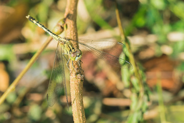 Dragon fly sitting on twig : 1710
