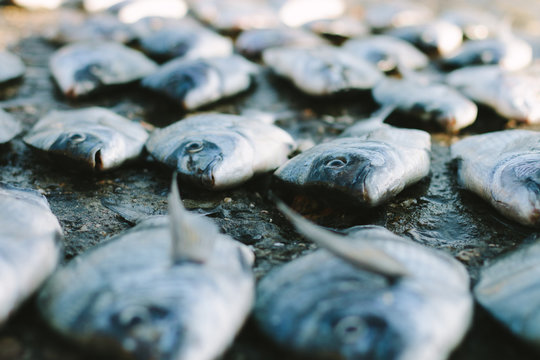 bunch of gilthead seabreams