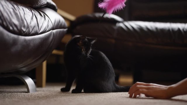  Young woman playing with cute black kitten at home