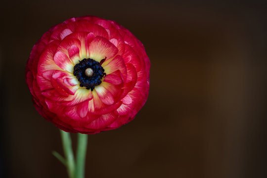 Closeup of vibrant pink ranunculus flower