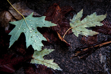 Fresh Dew on Old Leaves, Louisville, Ky