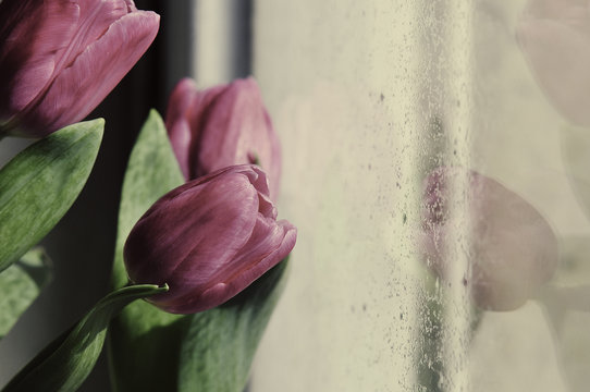Pink Tulips and Reflection in Raindrop Spotted Window