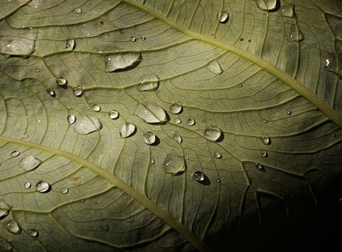 Water droplets on a lush veined leaf