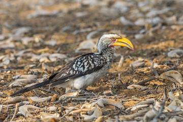 Southern Yellow-billed Hornbill