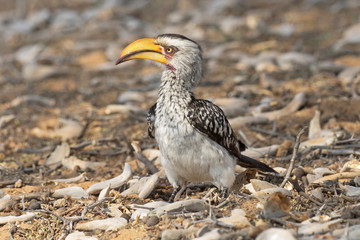 Southern Yellow-billed Hornbill